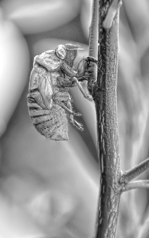 Cicada 'ghost'