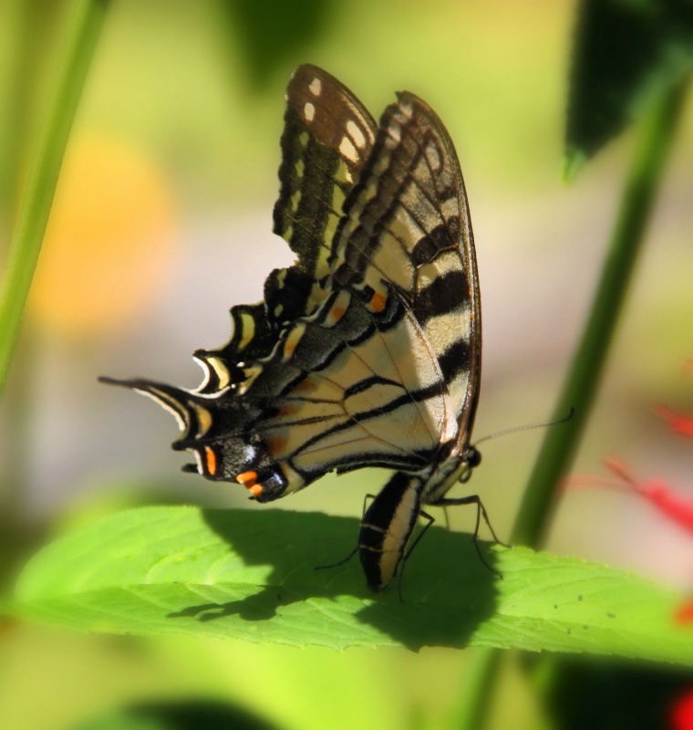 Female Swallowtail