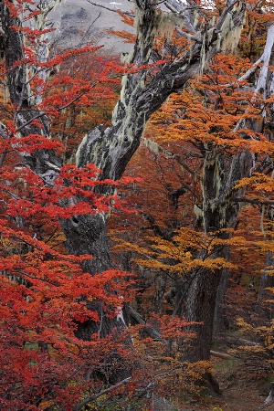 Red and orange “lenga” trees in autumn