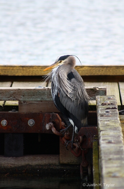 Great Blue Heron