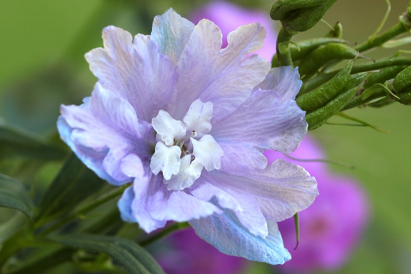 delphinium