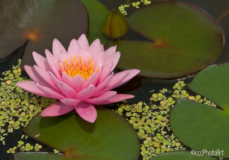 Precious Pink Waterlily