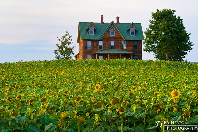 House Among Sunflowers