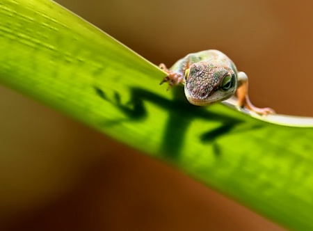 Anole . . . again!