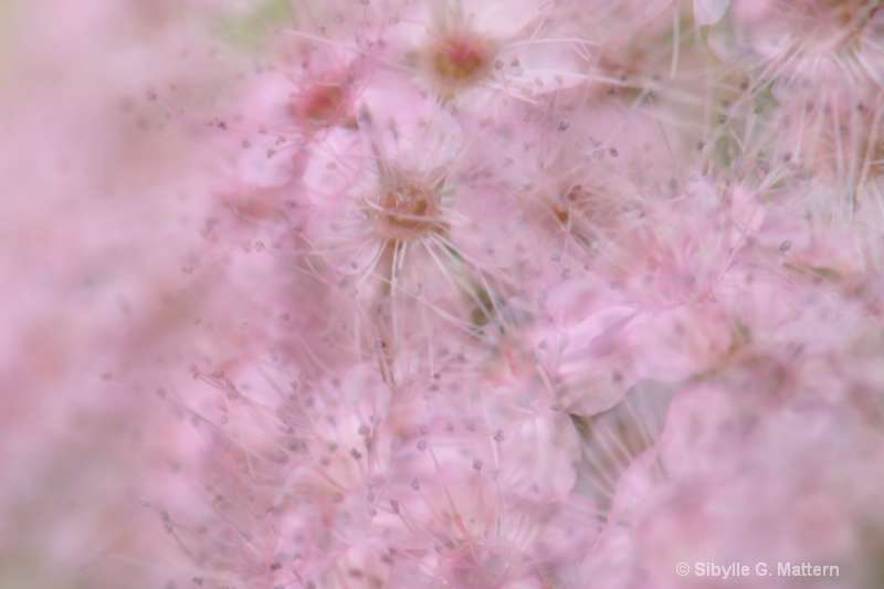 all pink - ID: 10397682 © Sibylle G. Mattern