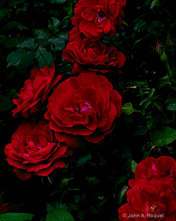 Dramatic Roses - ID: 10397921 © John A. Roquet