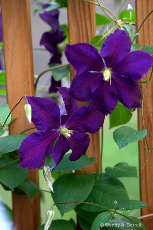 Twin Clematis