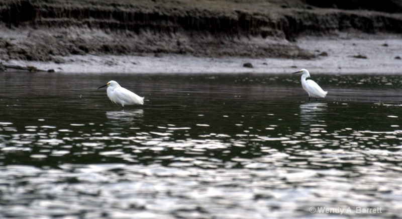 White Ibis wading