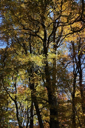 Backlit “roble pellín” in autumn