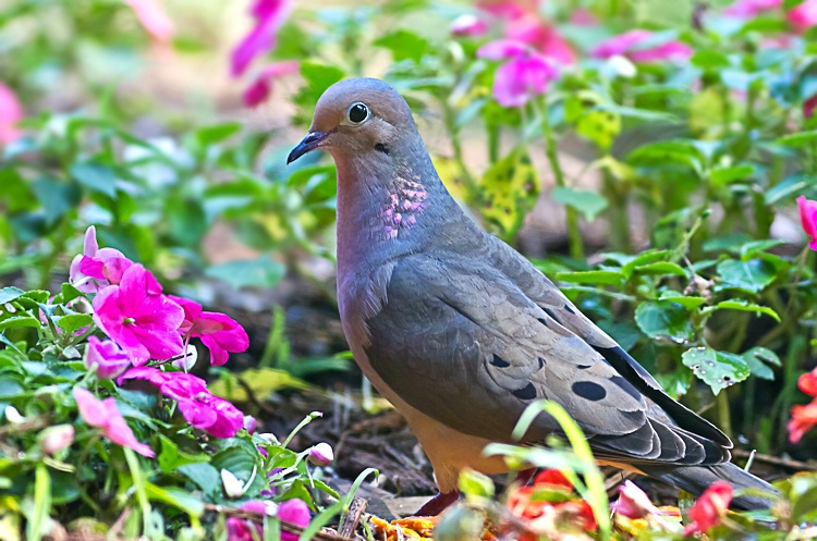 Mourning Dove in Blooms
