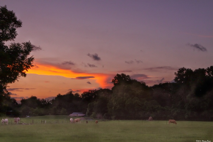 Pastoral at sunset