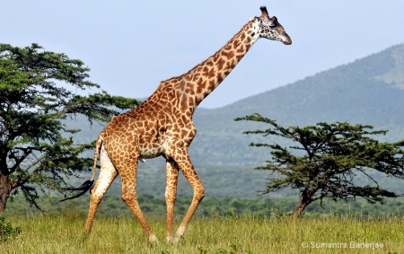 African landscape,  maasai giraffe