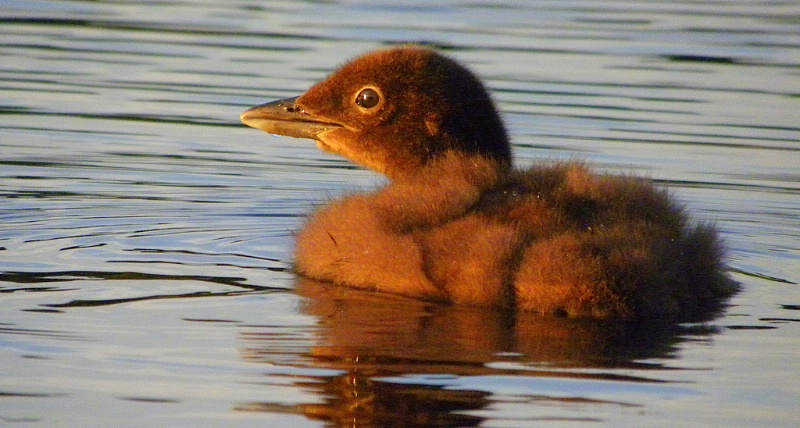 BABY LOON ALONE