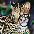 2Ocelot - ID: 10405517 © Kathy Salerni