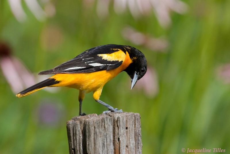 CONTEMPLATION - ID: 10406735 © Jacqueline A. Tilles