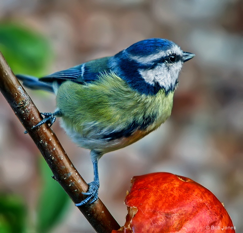 Blue Tit (Cyanistes caeruleus)