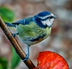 Blue Tit (Cyanist...
