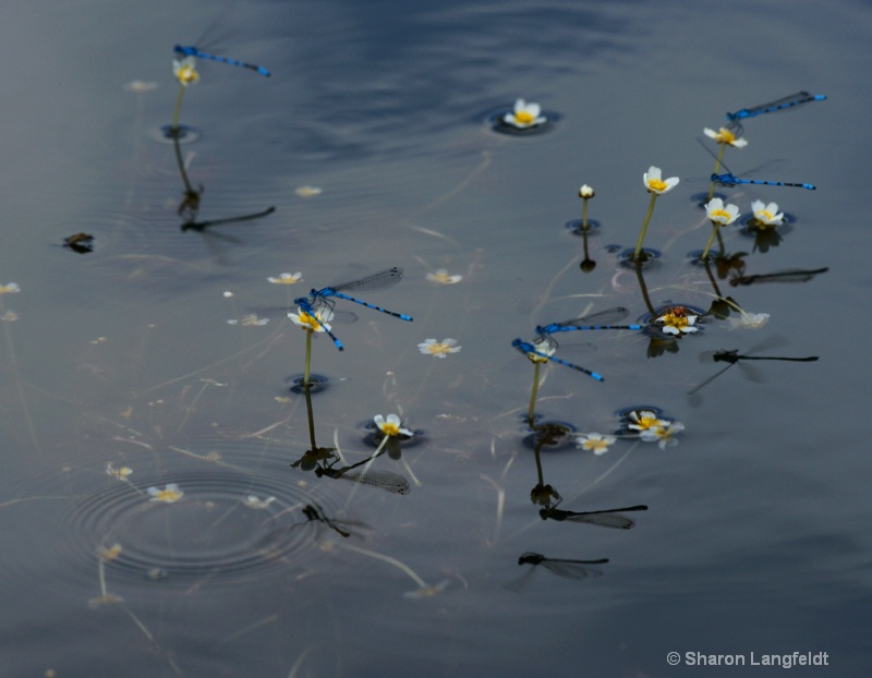 Dragonfly Dance - ID: 10410169 © Sharon L. Langfeldt