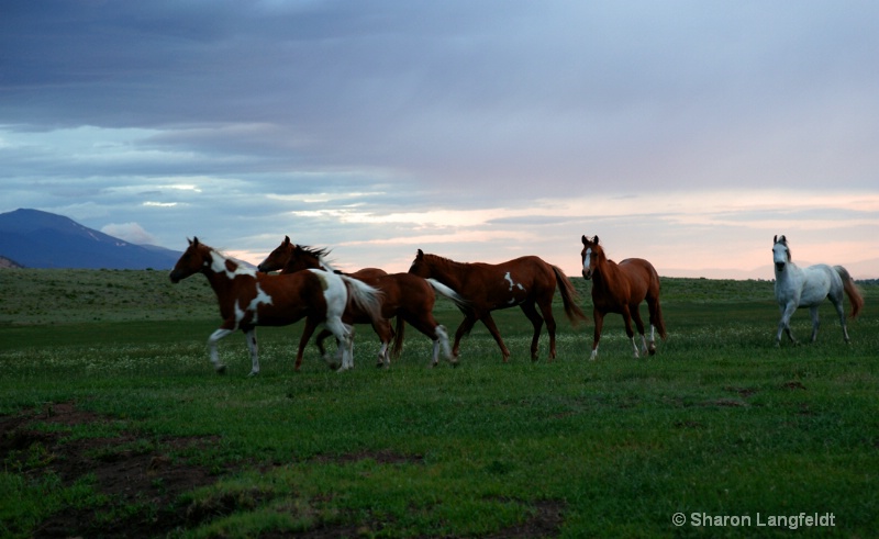 Early Morning Run - ID: 10410171 © Sharon L. Langfeldt