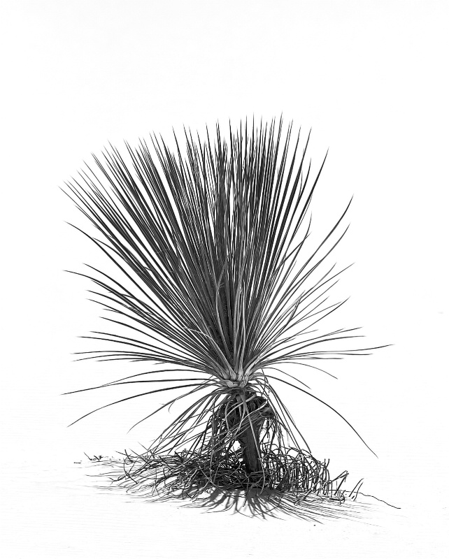 Yucca