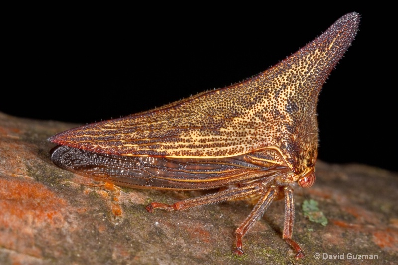 thorny looking planthopper