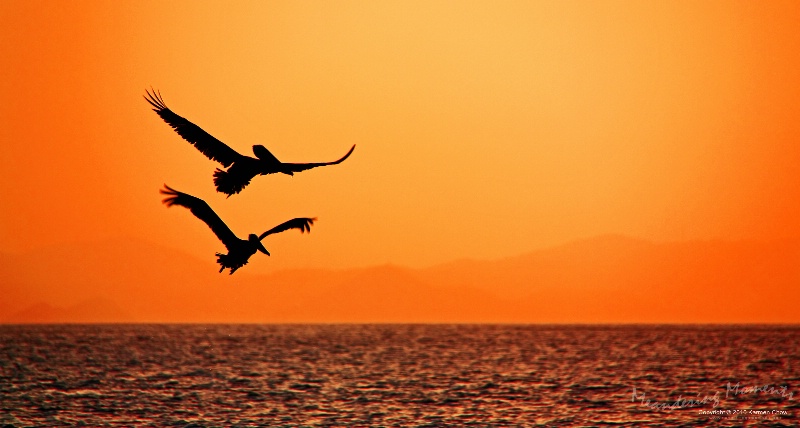 Pelicans in Flight - BVIs