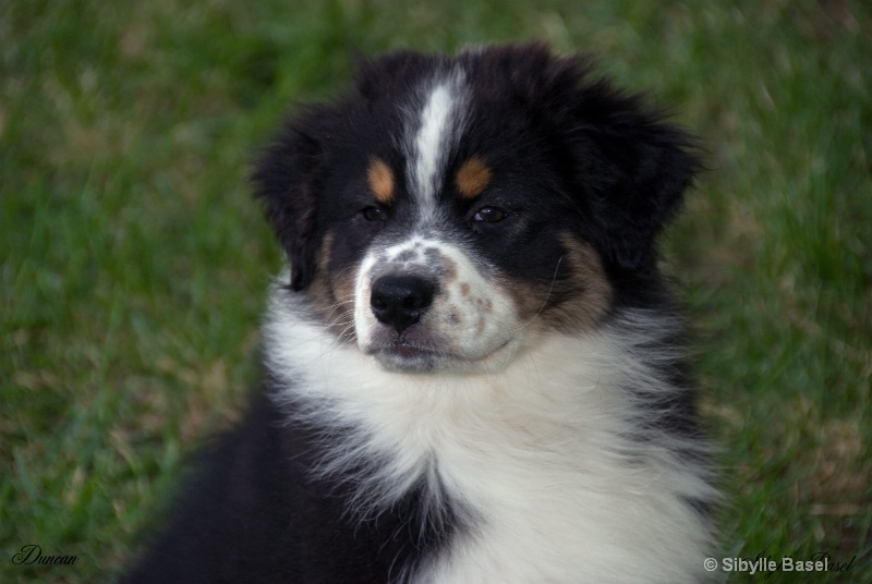 Very serious puppy - ID: 10411316 © Sibylle Basel