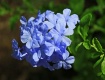 Baby Blue Petals