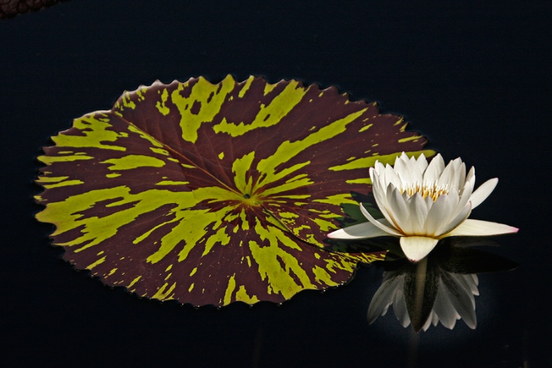 Lily Reflection