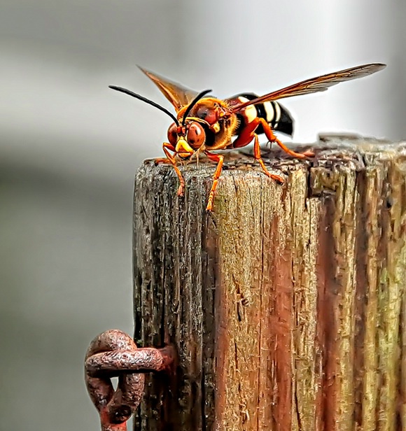 Cicada Killer Wasp