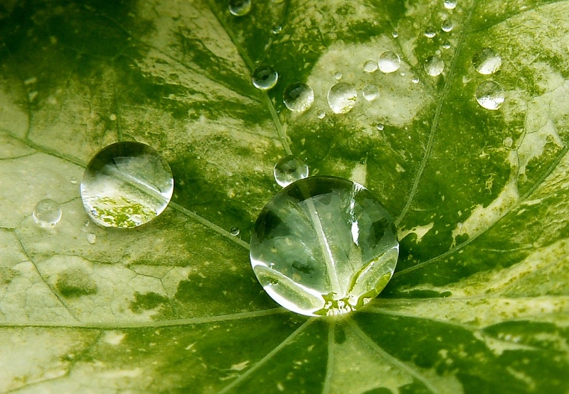 Rain Puddles