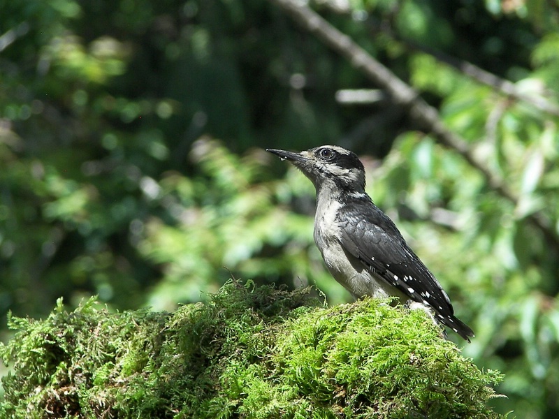 Hairy Woodpecker fledgling