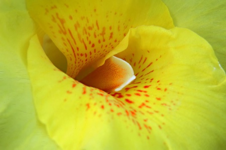 Inside The Canna Lily