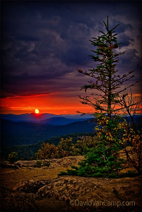 Hadley Pine Sunset