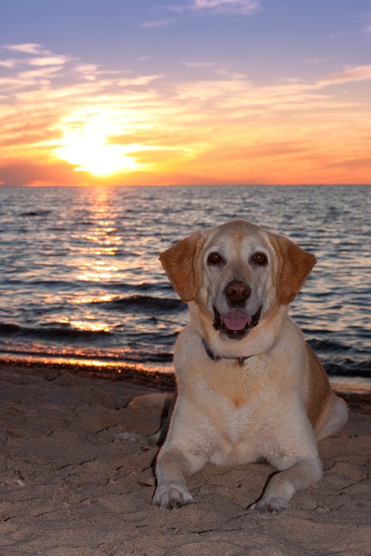 Dune Dog