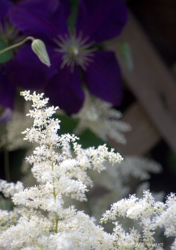 Astilbe and Clematis