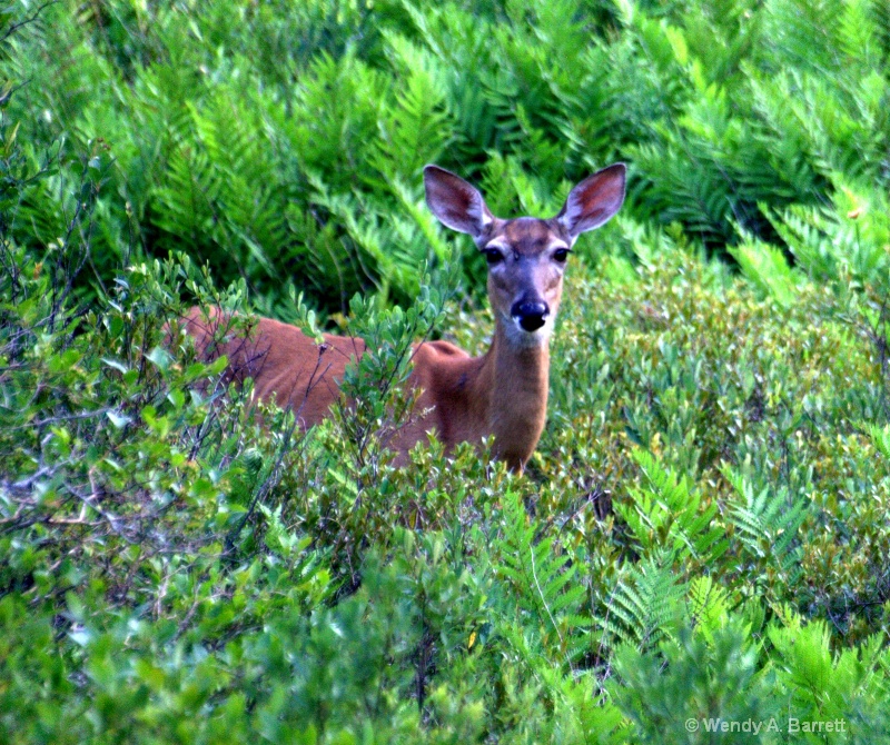 White tailed deer - ID: 10418086 © Wendy A. Barrett