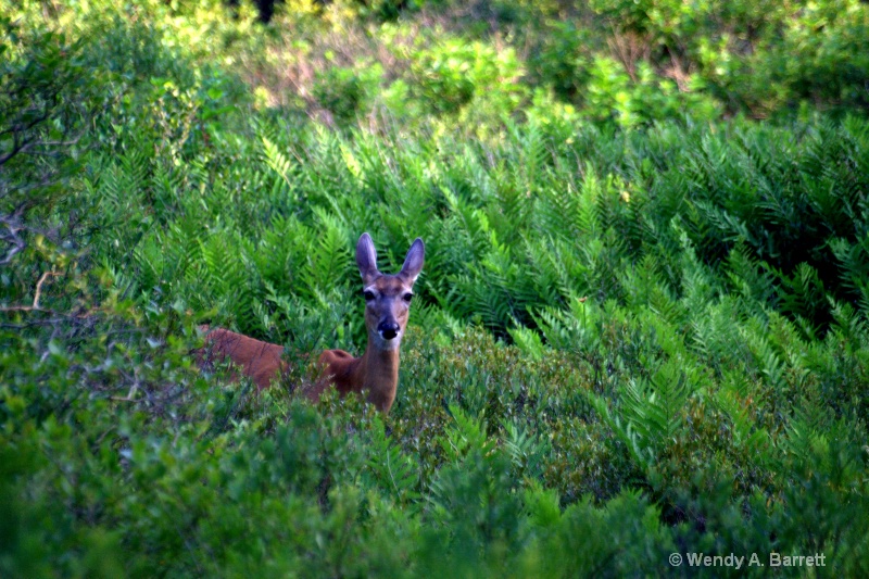 White tailed deer 2 - ID: 10418123 © Wendy A. Barrett