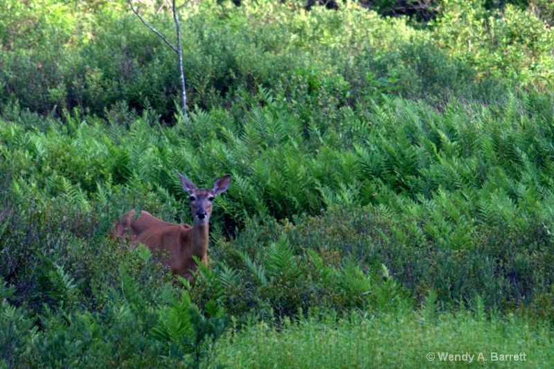 White tailed deer 3 - ID: 10418124 © Wendy A. Barrett
