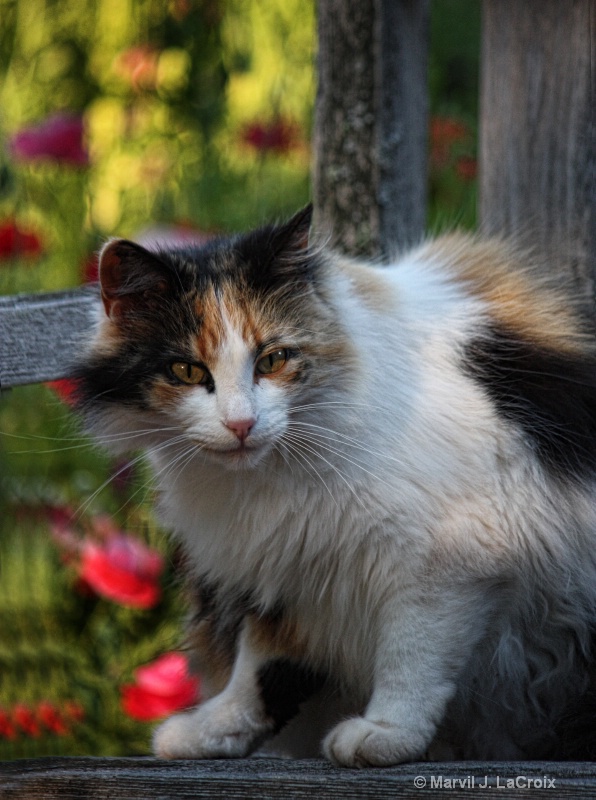 Cat on Garden Bench