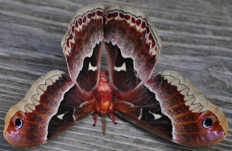 Unique Moth