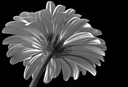 Gerbera