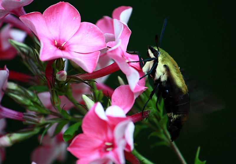 Hummingbird Moth