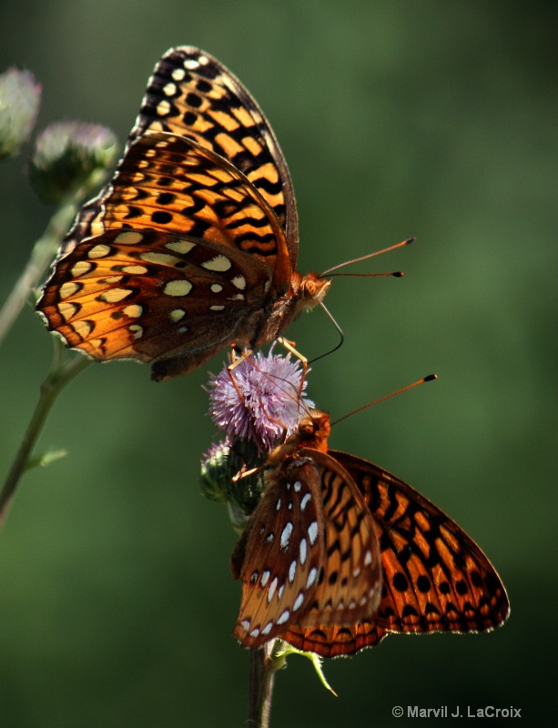 Butterfly Duo
