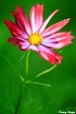 Cosmos