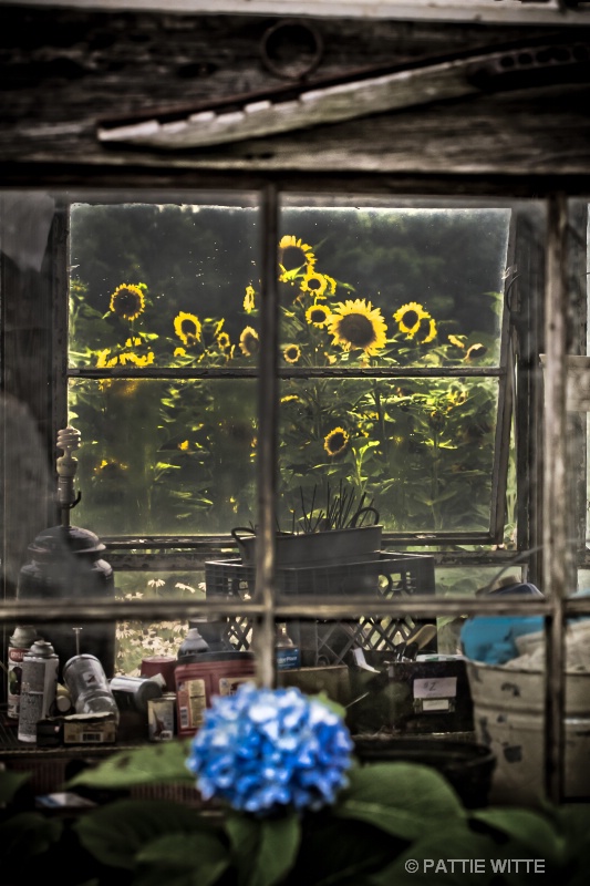 sunflowers thru the windows  1