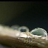 © David Resnikoff PhotoID# 10424801: Every Drops Counts