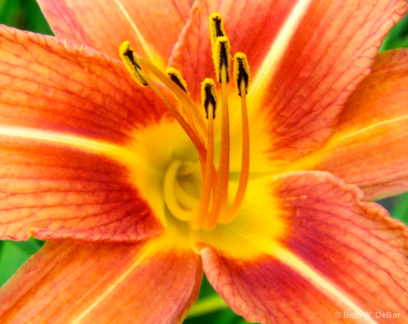 Orange Daylily