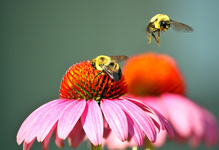 Buzy Bees