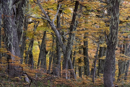 Early autumn beneath lenga forest